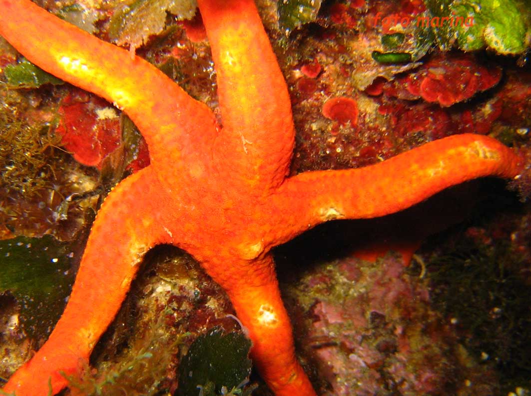 Hacelia attenuata